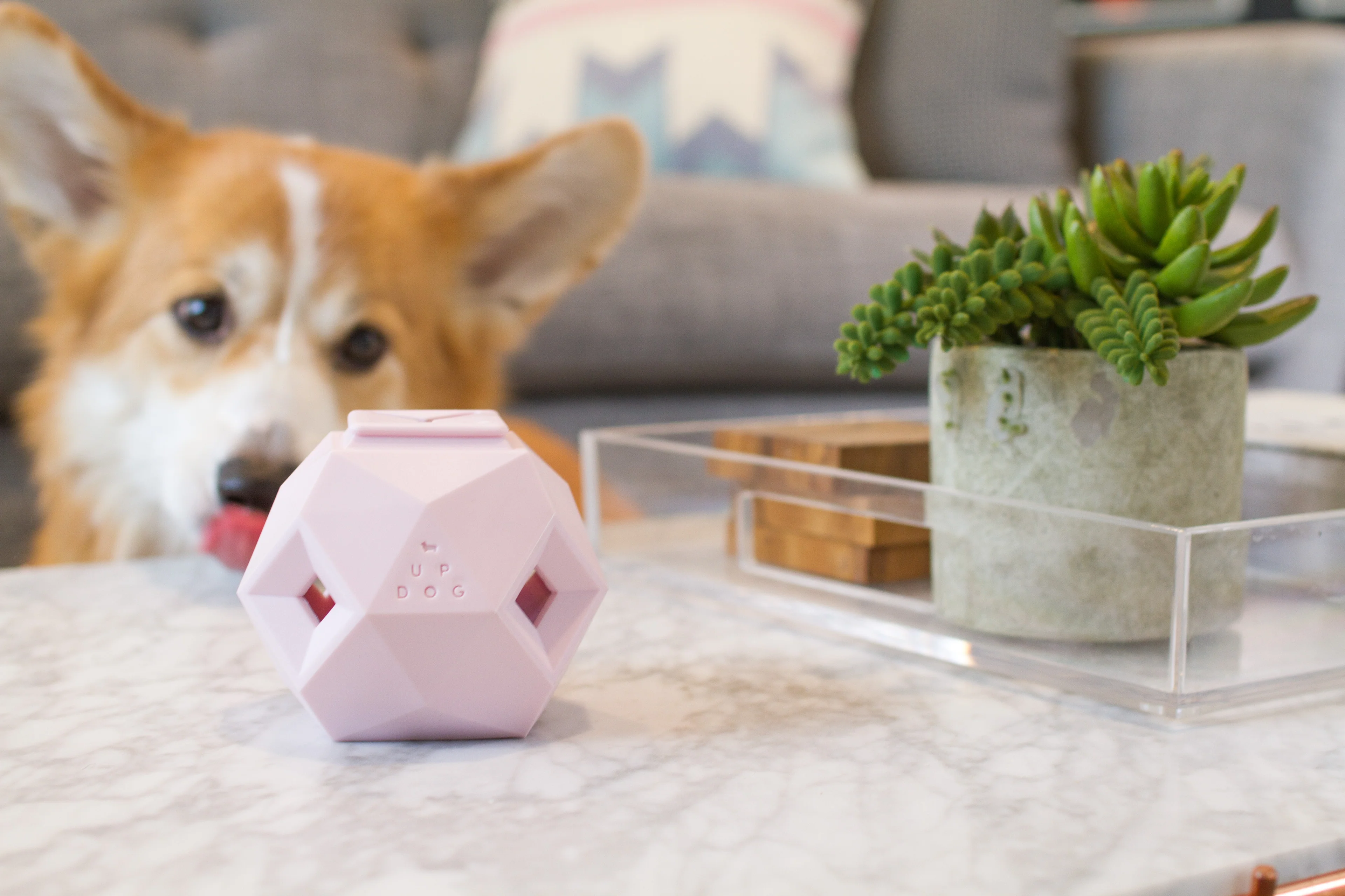 Elevate Your Dog’s Daily Lifestyle