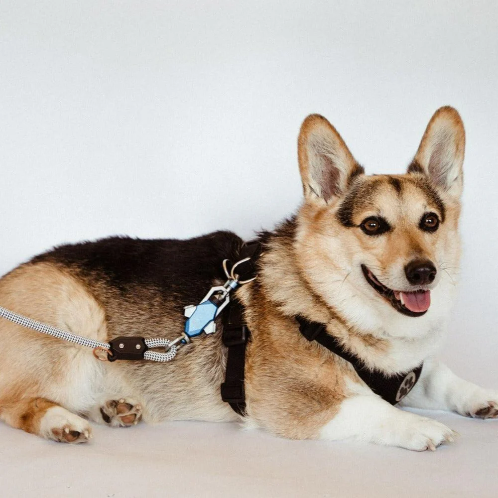 Patented Magnetic Dog Leash - One-Hand Connect & Release - Image 10